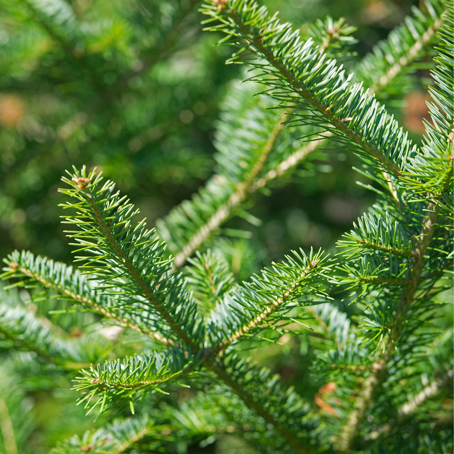 Balsam Fir Forest Body Oil