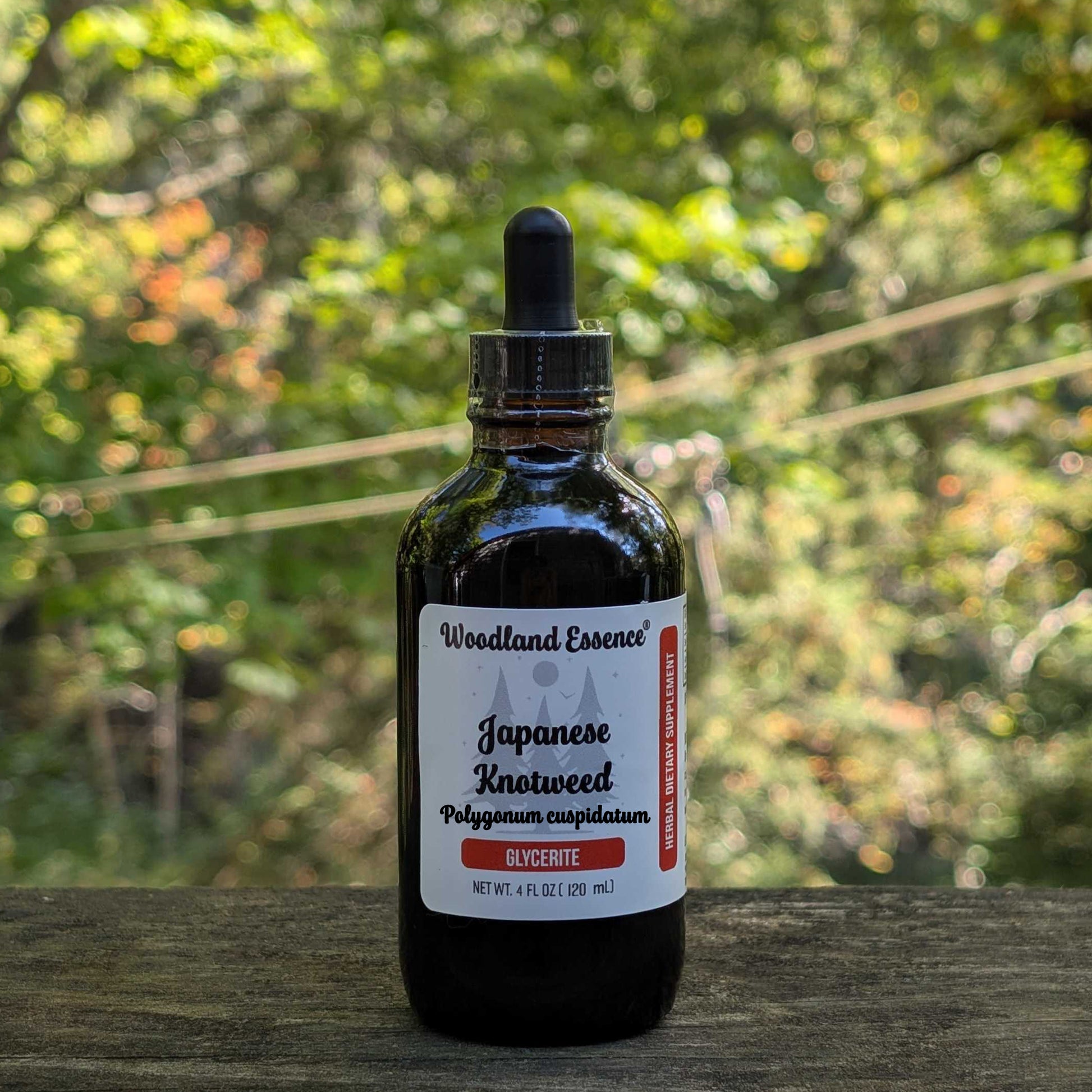 Bottle of Woodland Essence Japanese Knotweed tincture with a blurred natural background