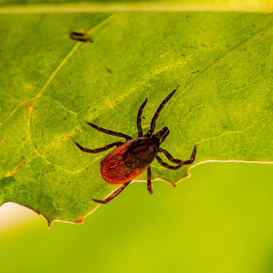 Deer tick on a leaf