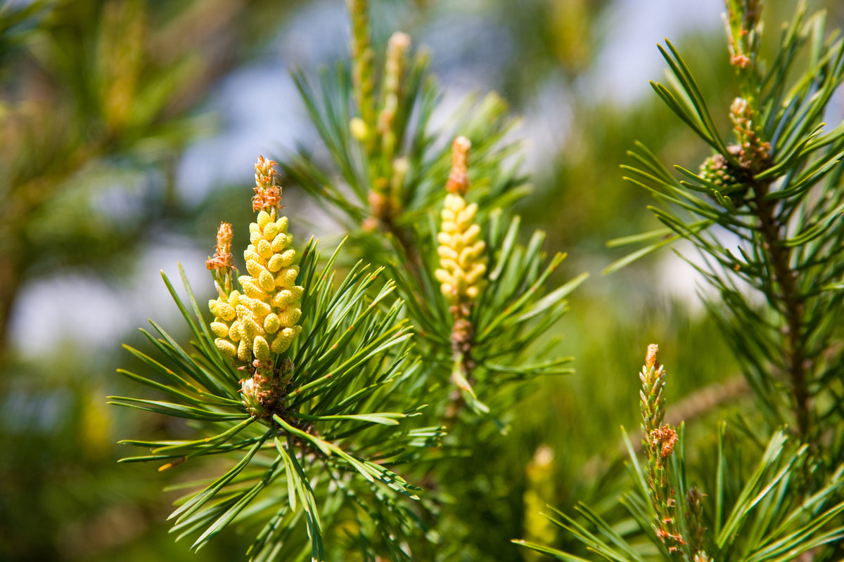 Scots pine pollen 