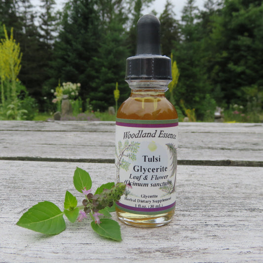 Bottle of Tulsi Glycerite on picnic table with clipping of tulsi plant