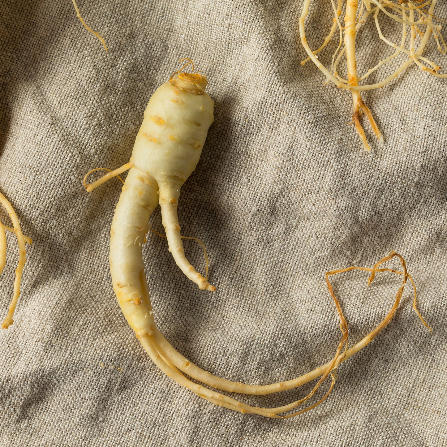 American Ginseng Root on burlap