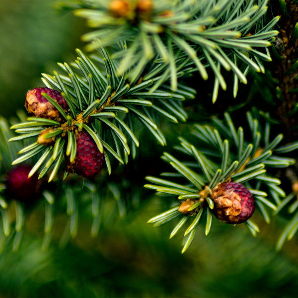 Close up of Balsam Fir needles on branch with small round pinecones