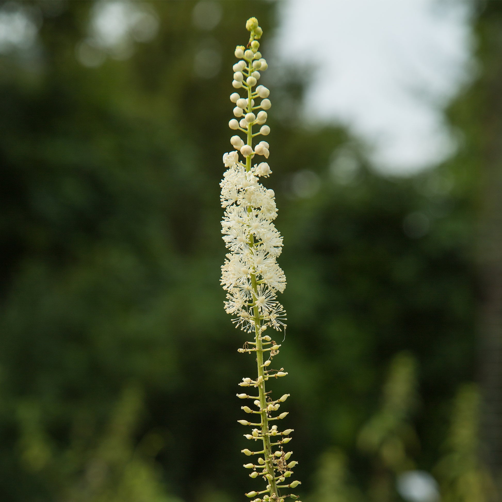 Close up of White Black Cohosh flowers