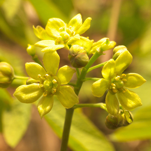 Close up yellow Blue Cohosh flower and buds cluster 