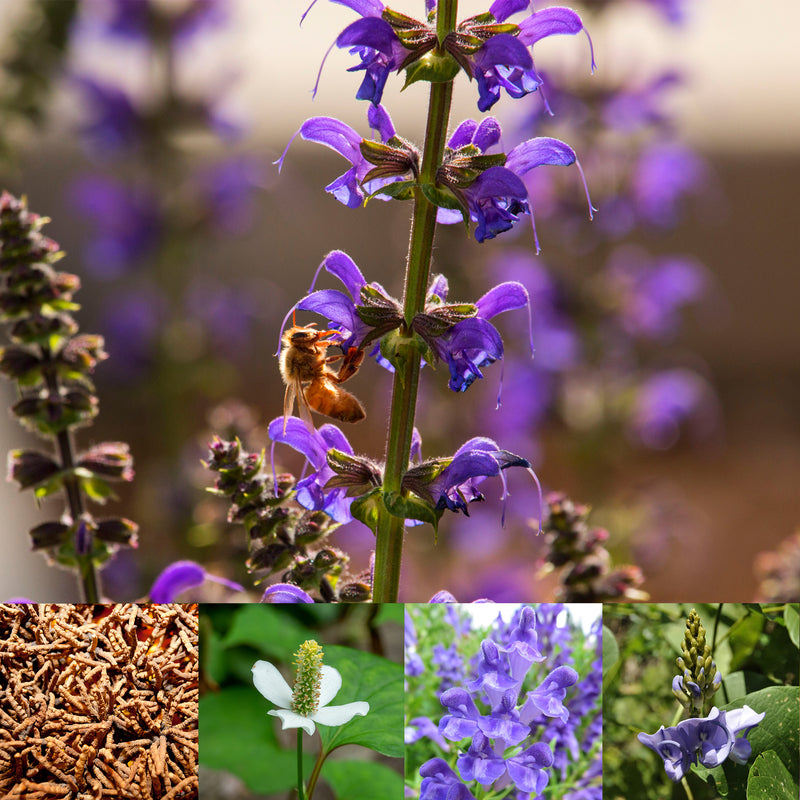 Collage of Purple Red Sage flowers, Cordyceps mushrooms, Houttuynia flower, Purple Baikal flowers, and purple Kudzu flower