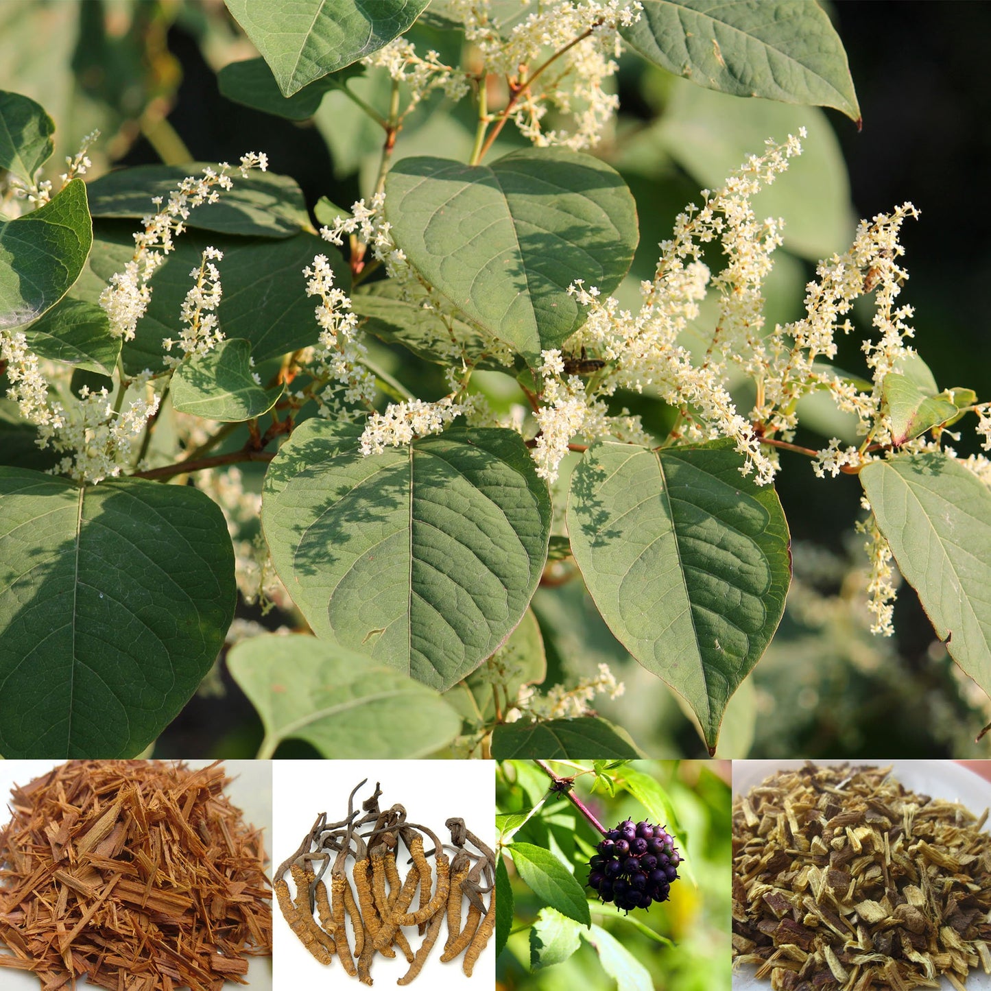 Japanese Knotweed Plus Glycerite
