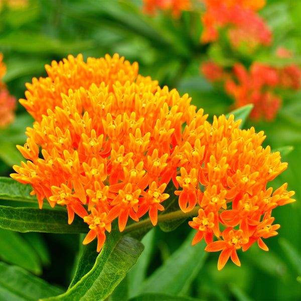 Tiny orange Pleurisy flowers 
