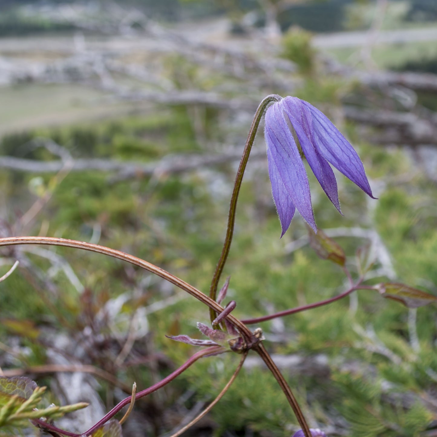 Downward Purple Clematis flower with woody stem