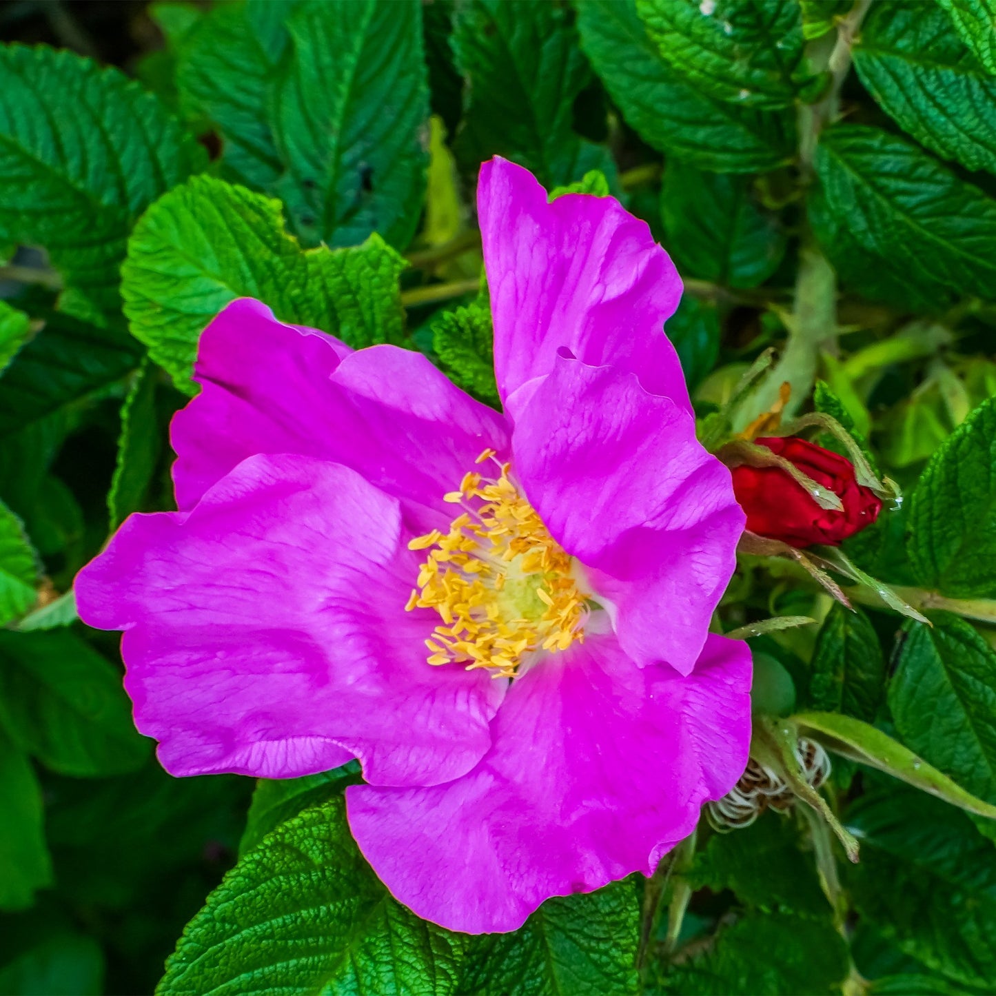 Pink Rosa Rugosa flower with yellow middle