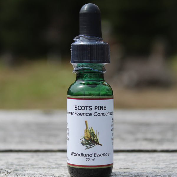 Scots Pine Flower Essence Woodland Essence