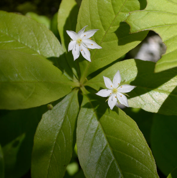 6 Petaled white Star Flowers with green leaves 