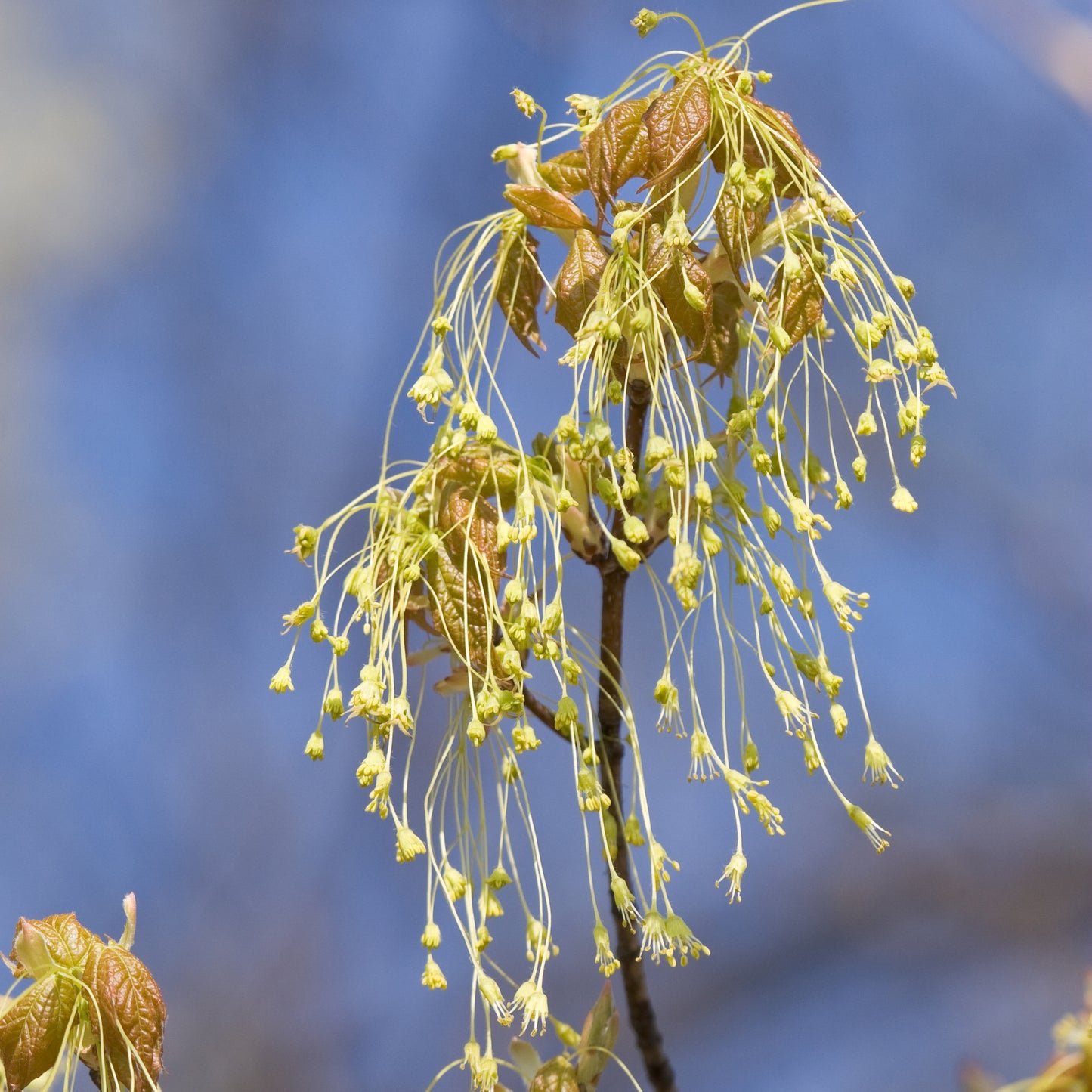 Wispy yellow Sugar Maple flower