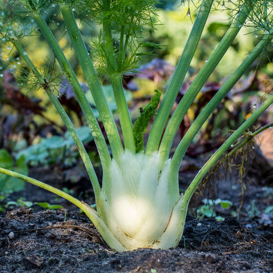 Tummy Comfort Glycerite