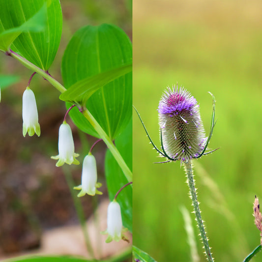 Teasel and Solomon's seal flowers