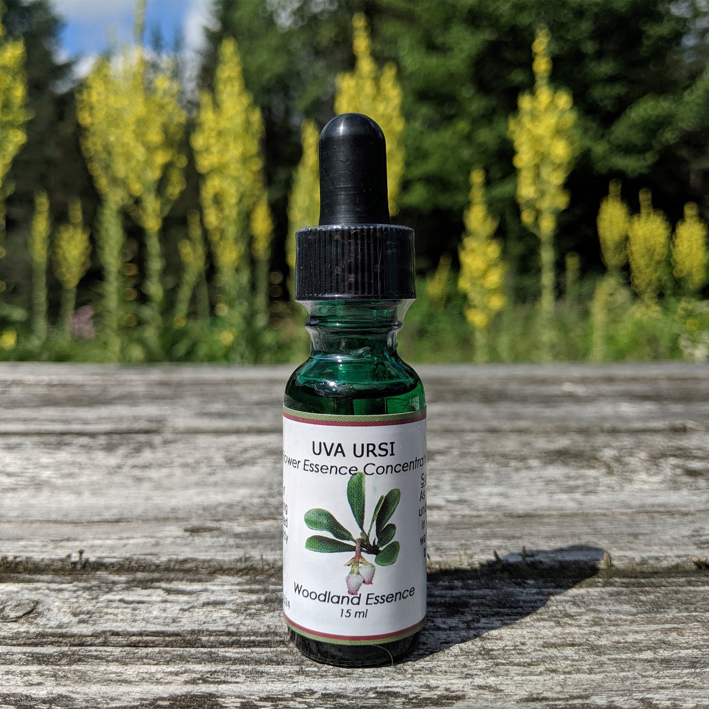 Bottle of Uva Ursi Flower Essence on picnic table