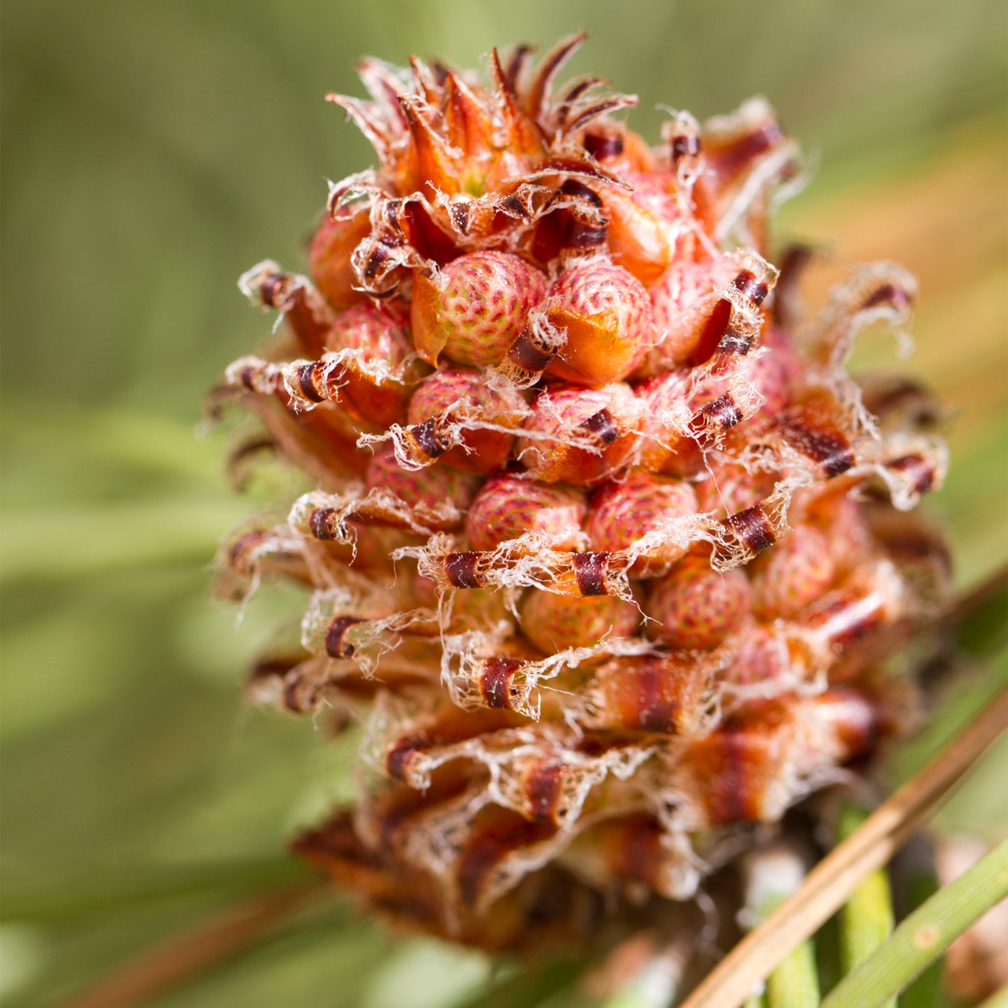 White Pine flower (cone) close up