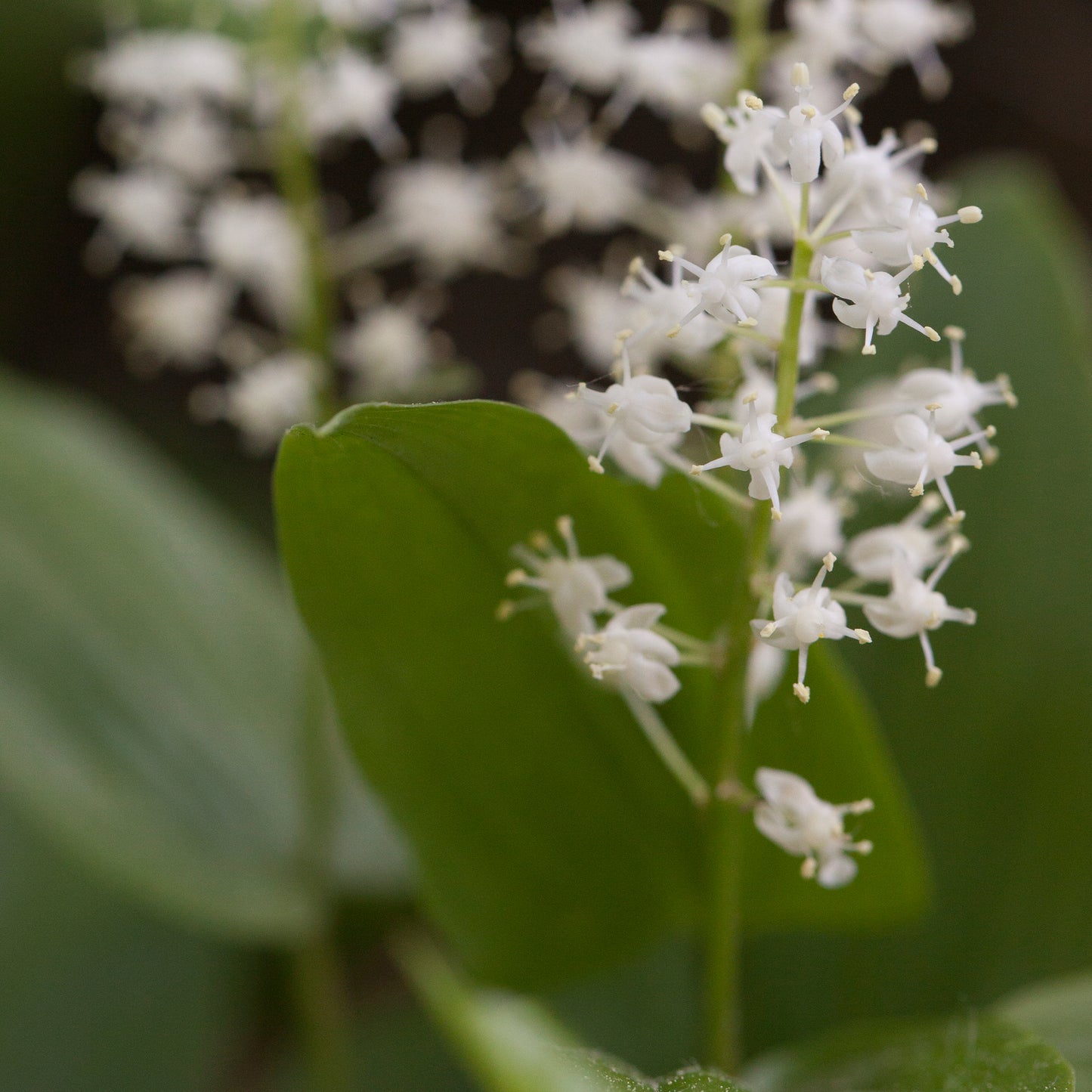 White Wild Lily of the Valley flowers