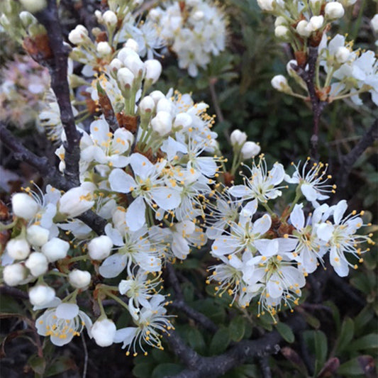 5 petaled White Beach Plum flowers with long stamens and yellow anthers