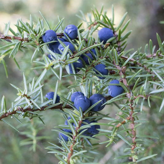 Blue Juniper berries with needle branches