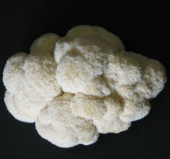 White Lions Mane mushroom against black background