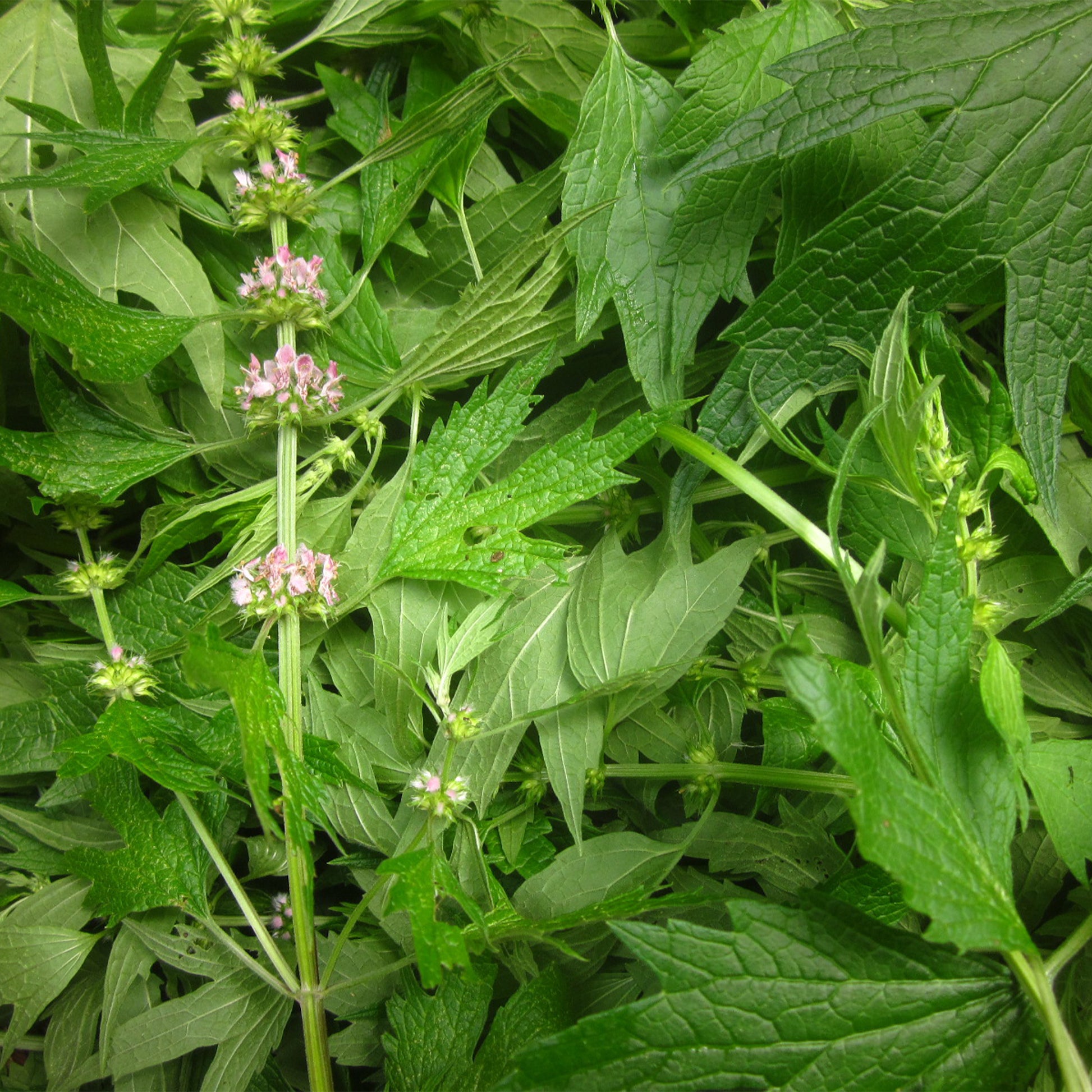 Green motherwort leaves with tiny pink flowers