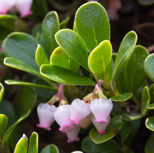 Close up of green rubbery leaves with light pink bell shaped Uva Ursi flowers