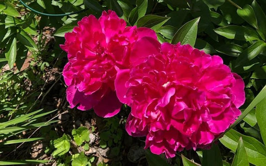 Pink bushy flowers 