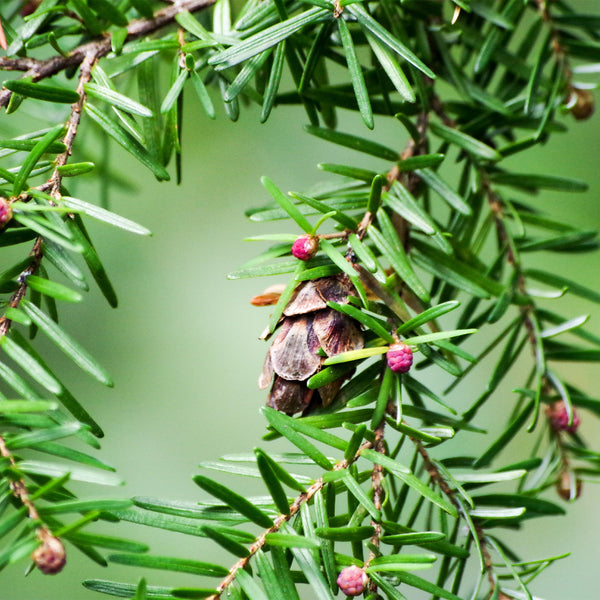 Eastern Hemlock (Tsuga canadensis)