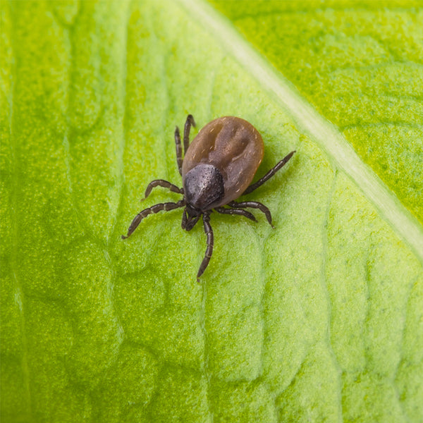 What to do after being bitten by a tick: One possible protocol
