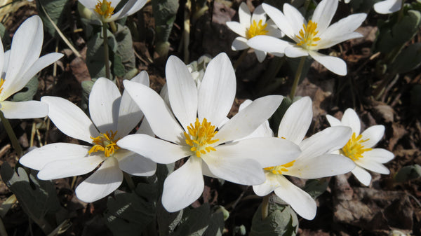 White Bloodroot flowers close up 