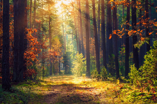 Embracing Autumn!
