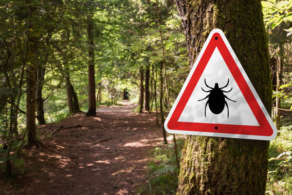 Thoughts & Suggestions: For Tick Bites & Possible Tick-Borne Infections