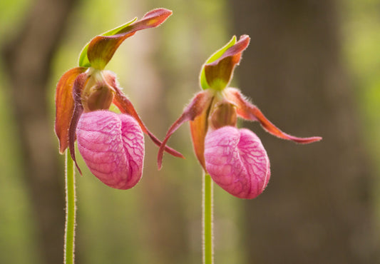 Preparing a Flower Essence