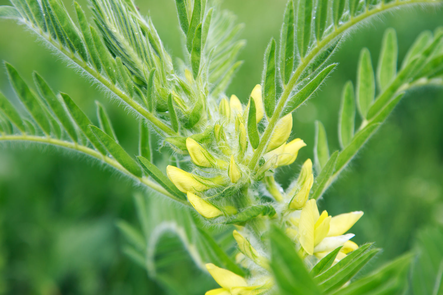 Fuzzy Astragalus plant with yellow blooms 