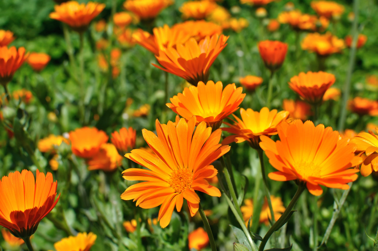 Calendula flowers 