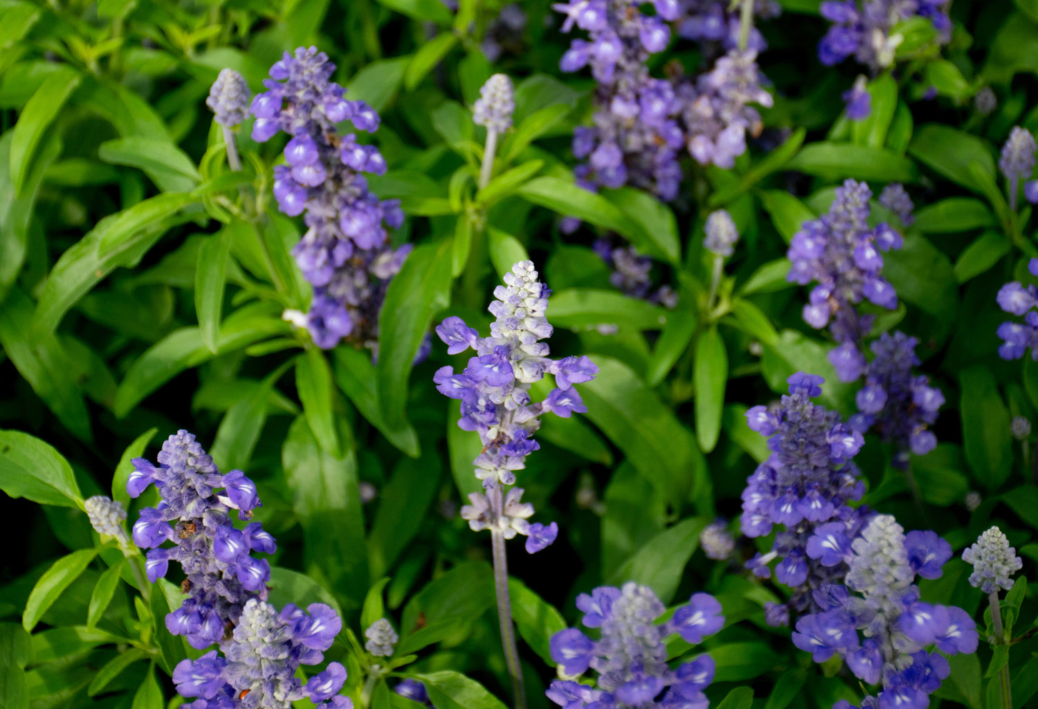 Purple Baikal Skullcap flowers with green leaves 