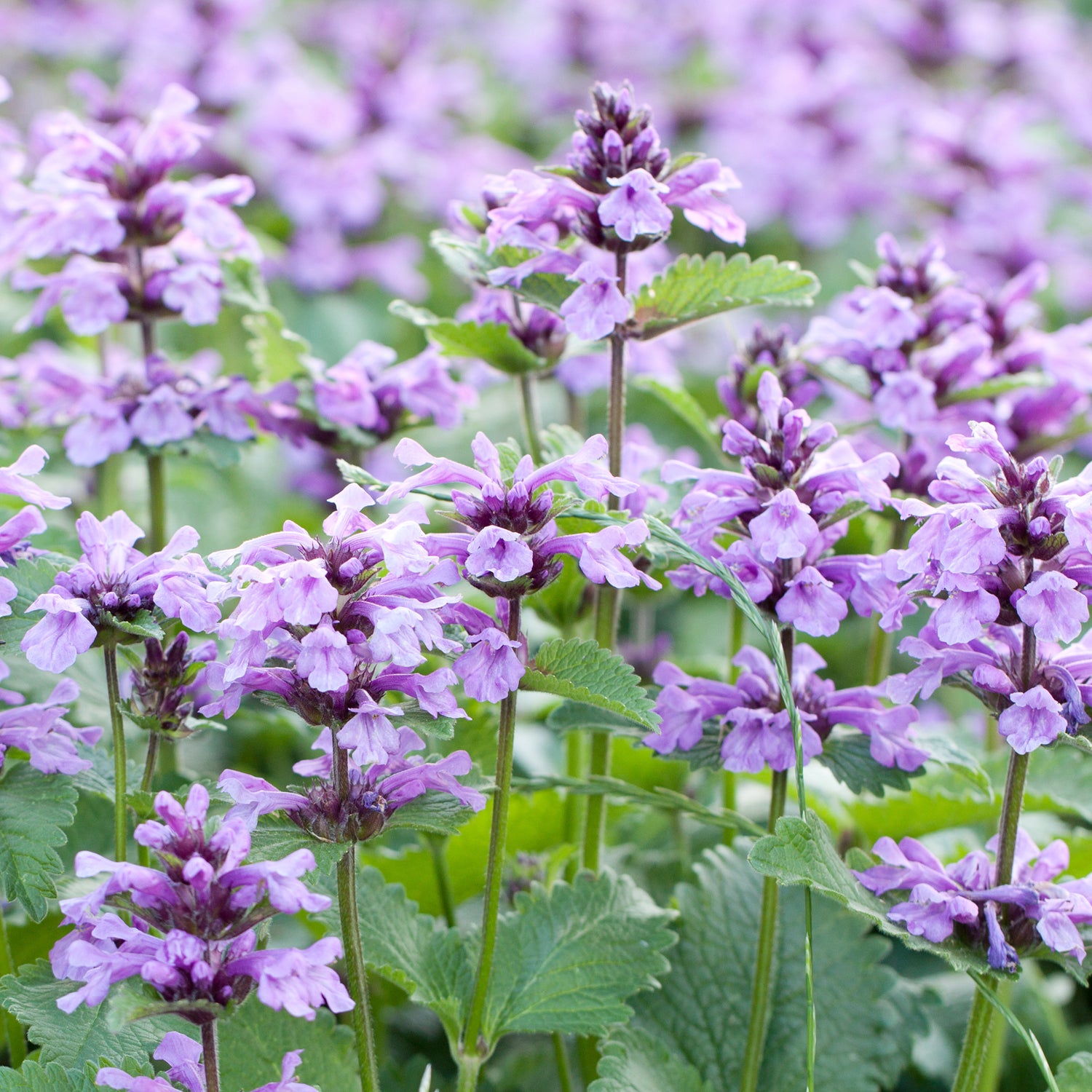 Purple Catnip flowers with green leaves 