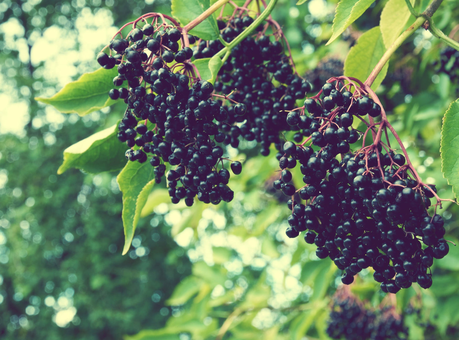 Elderberries with green foliage 