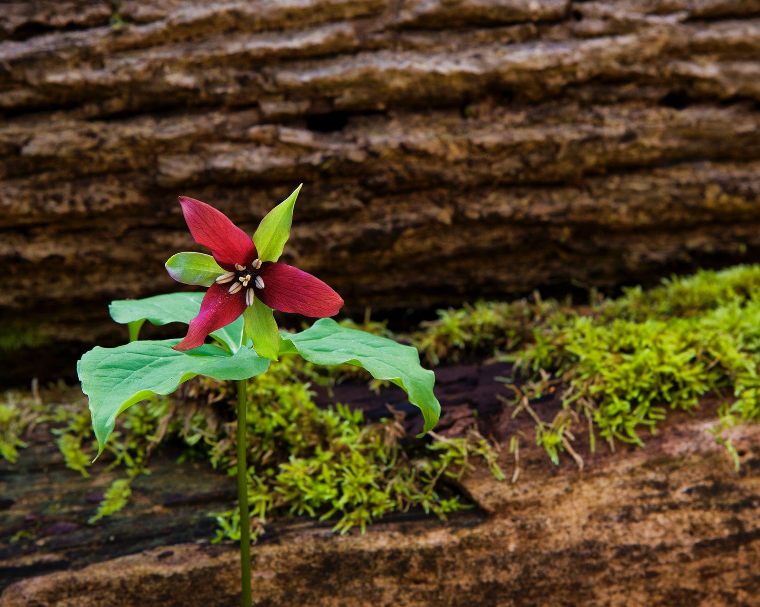 Red Trillium flower with moss and bark 