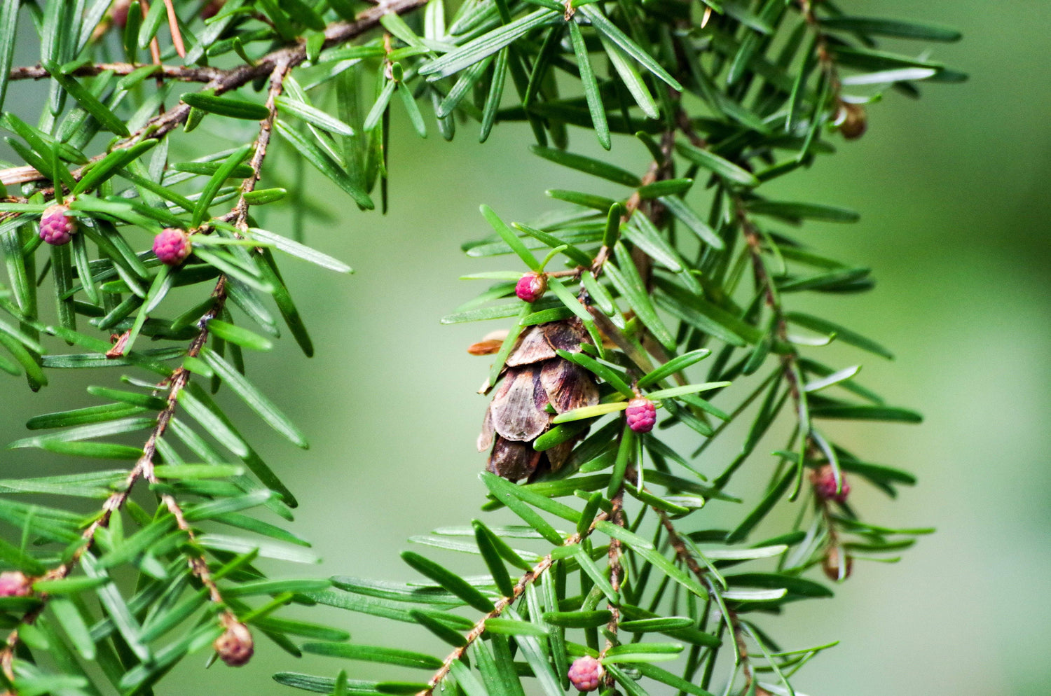 Eastern Hemlock branch and fruit 