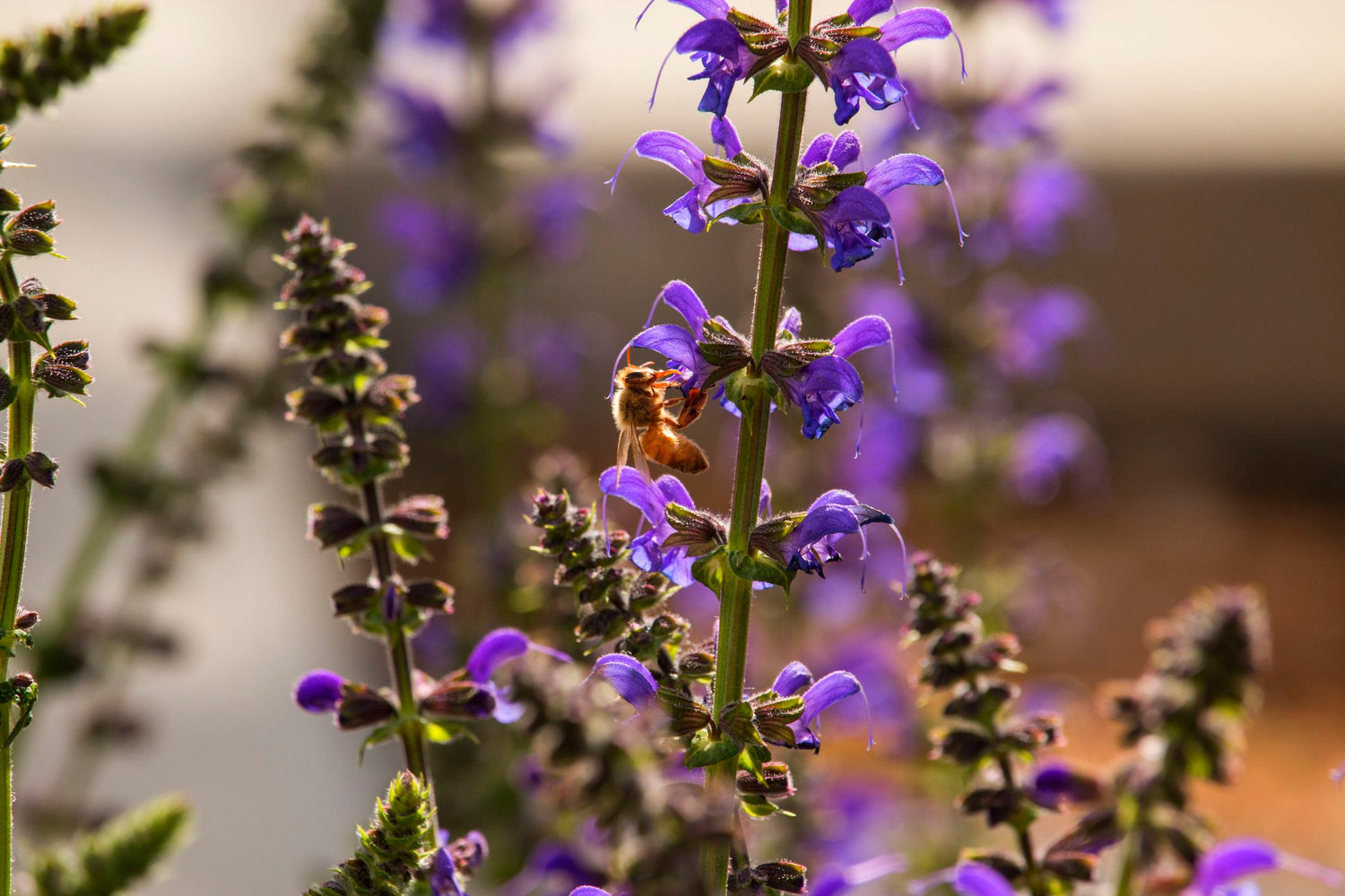 Red Sage 