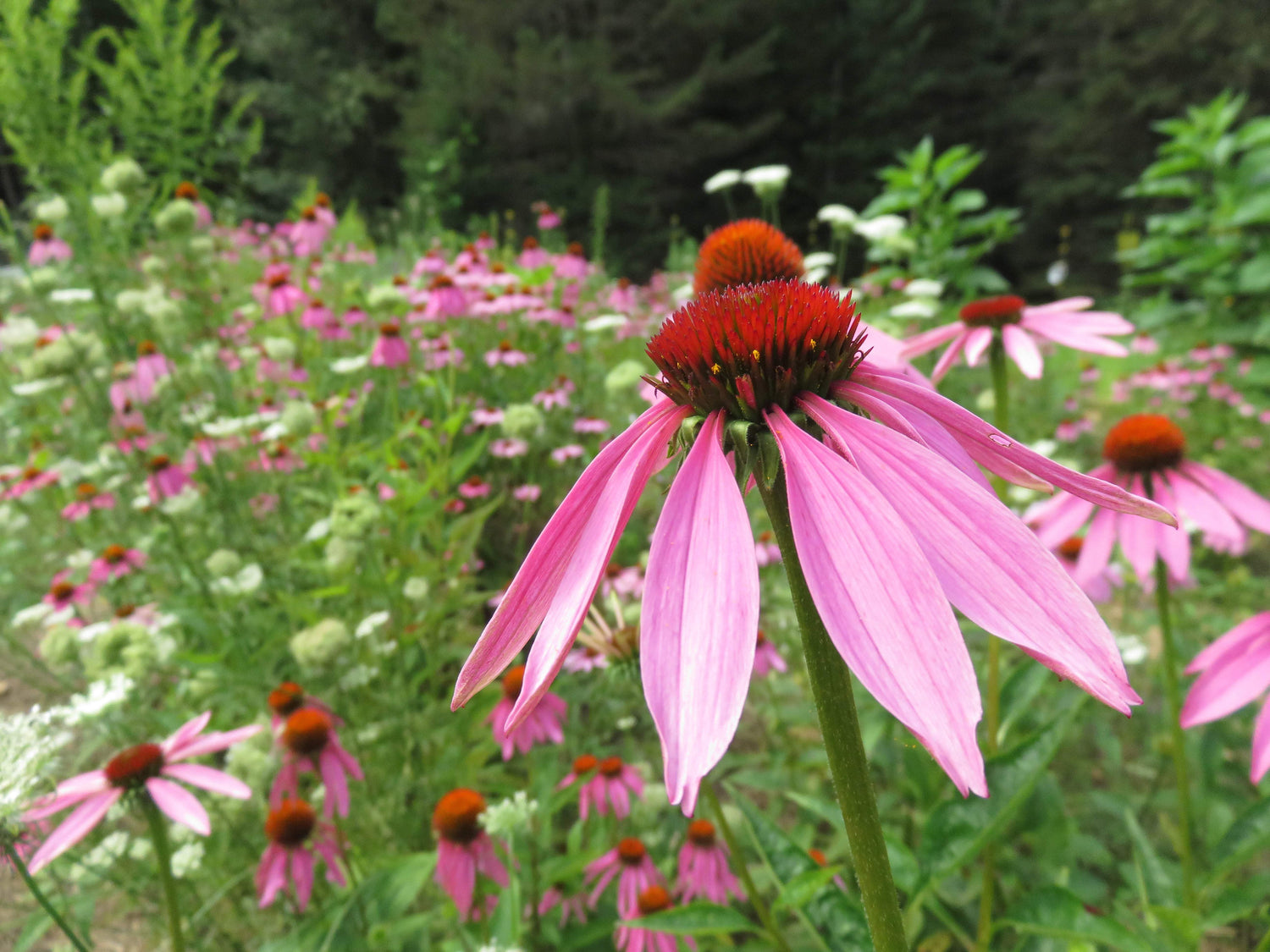 Pink Echinacea flower with spikey middle 