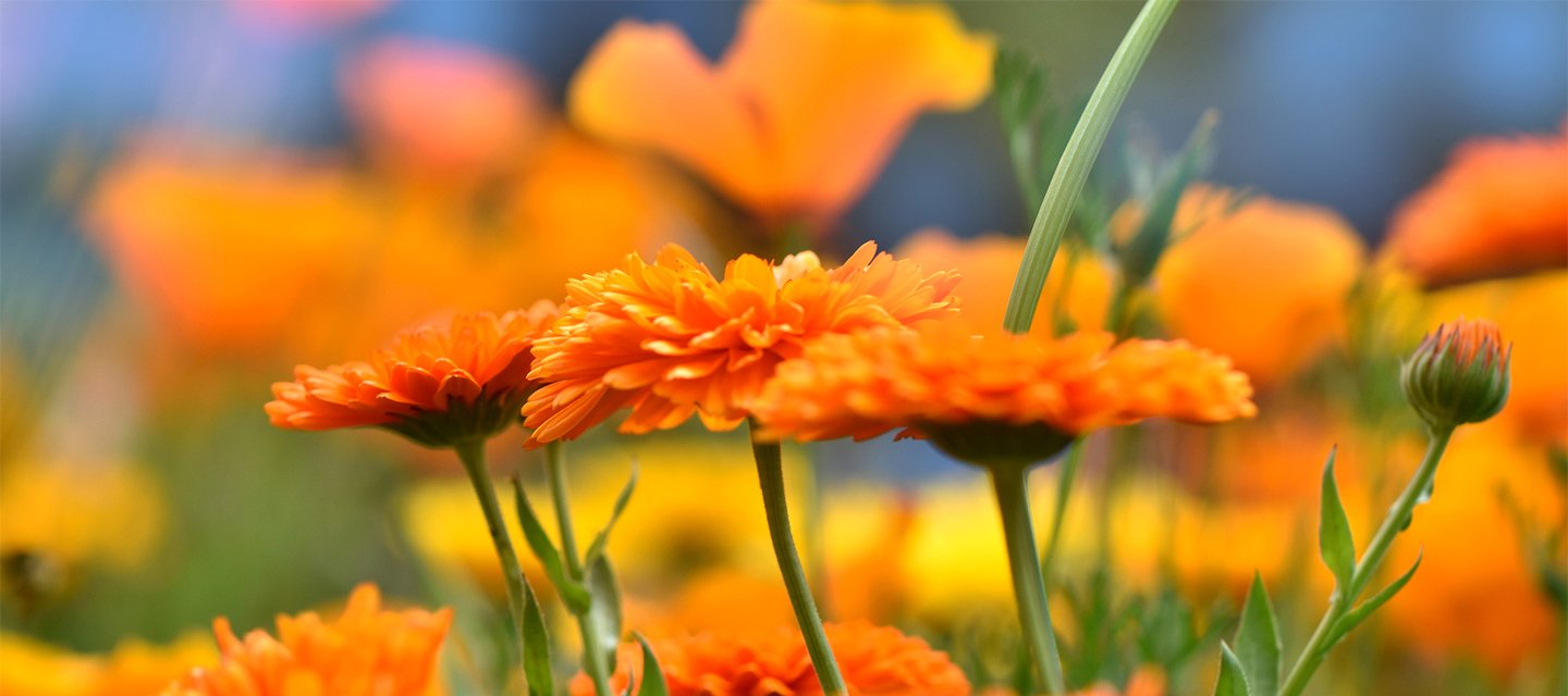 Orange Calendula flowers close up 