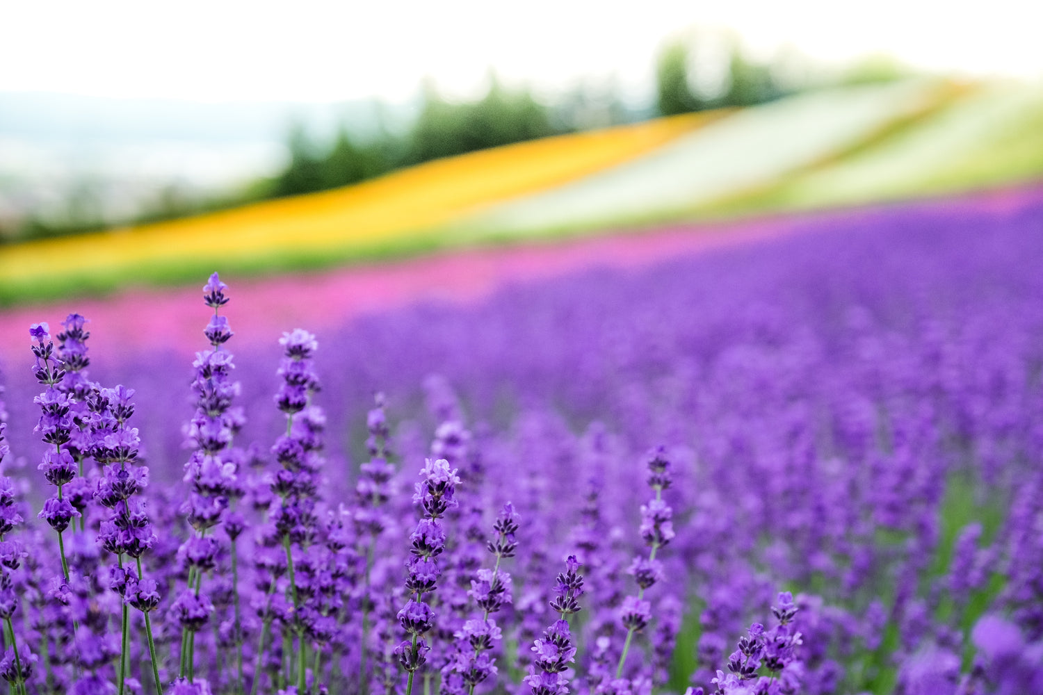 Feild of Lavender 