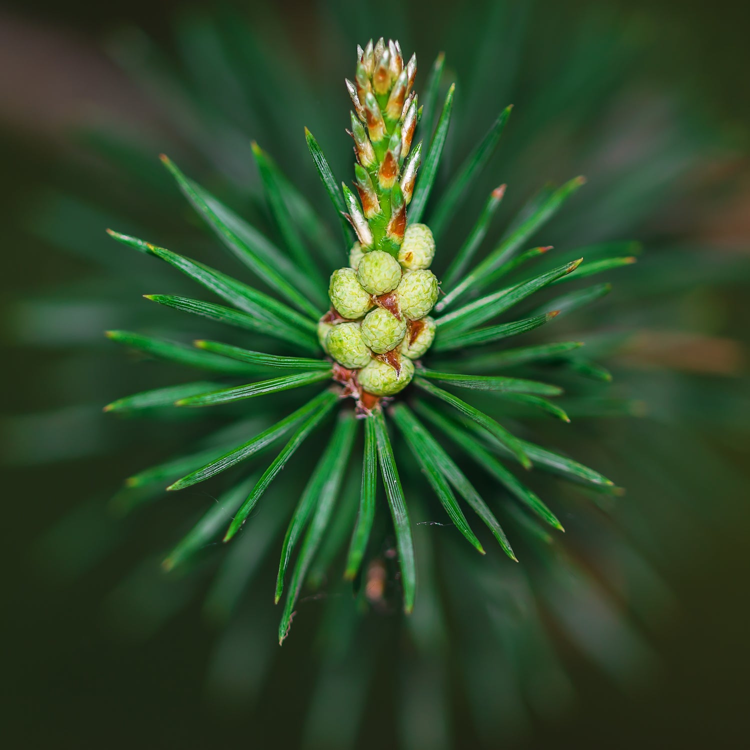 Close up of Scot's Pine Pollen and needles 