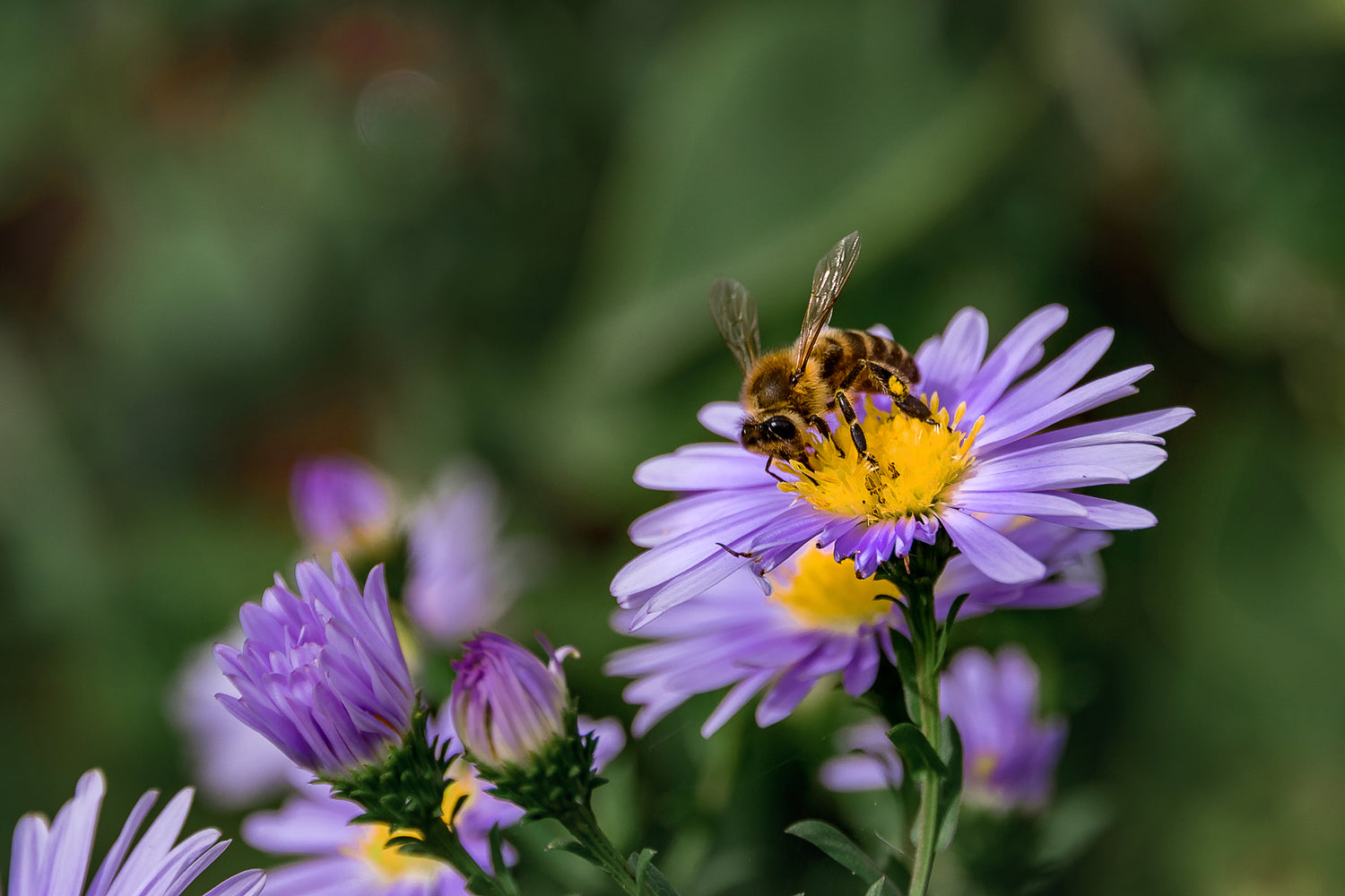 Bee on Aster flower 