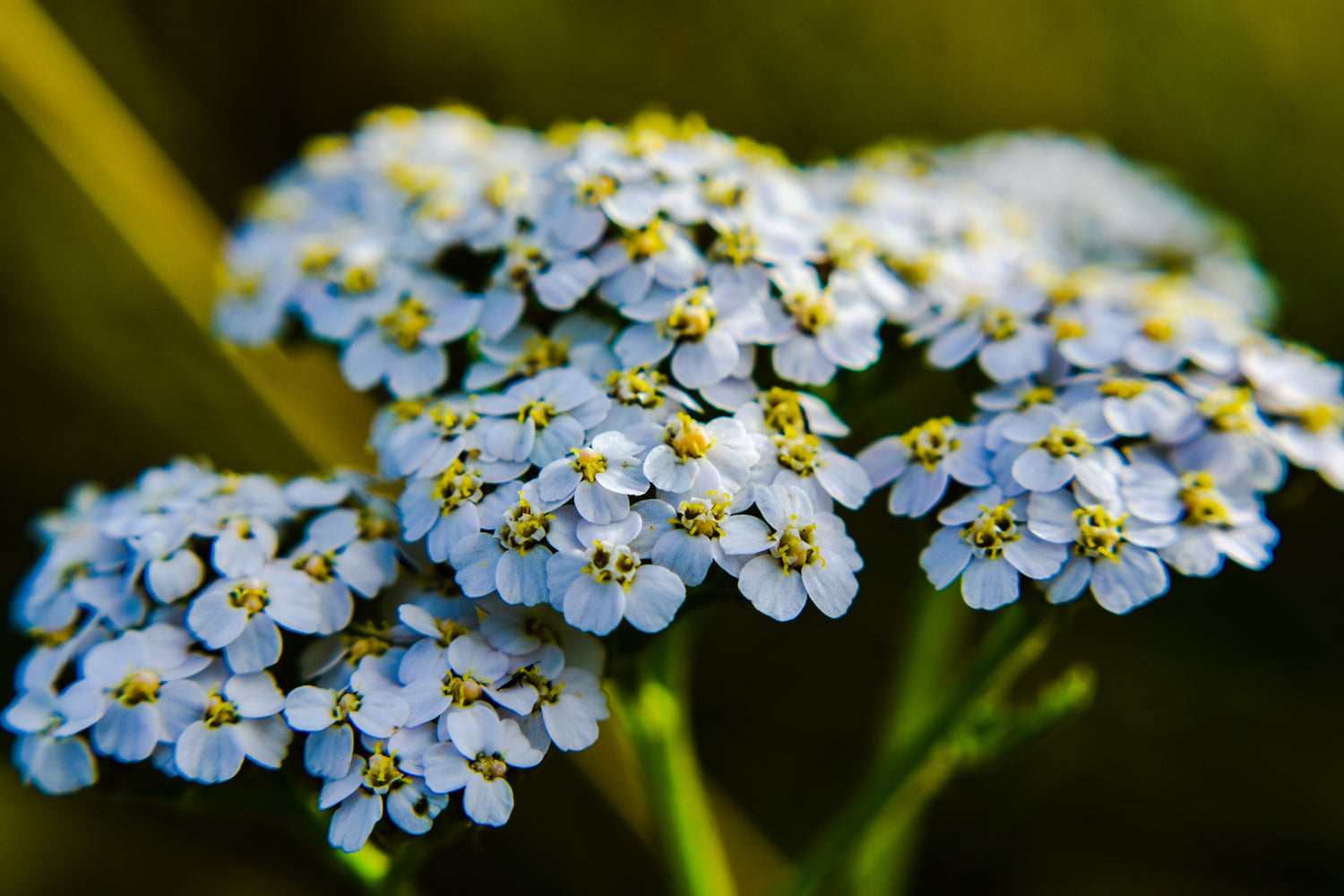 White Yarrow flowers close up