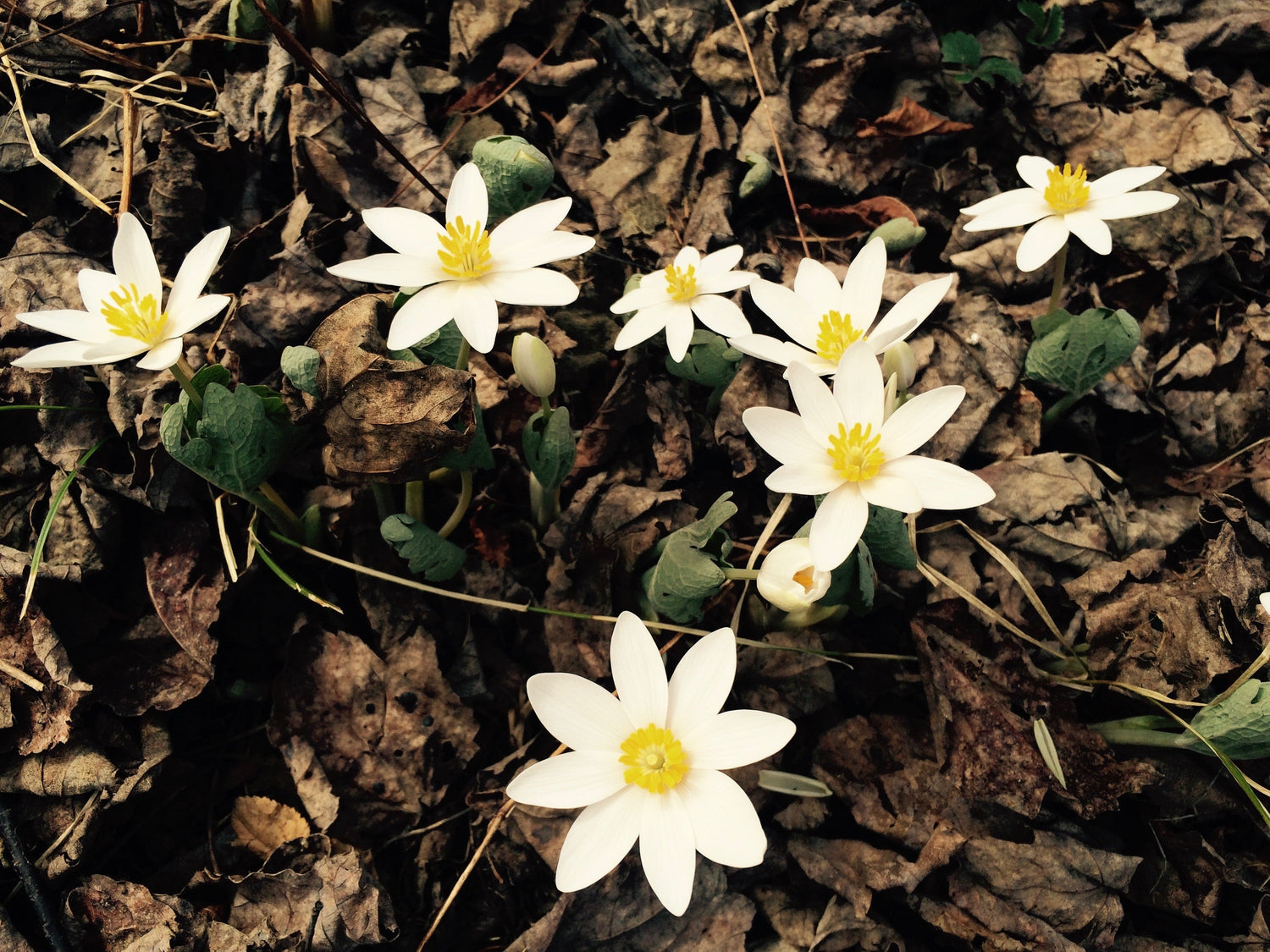 White Bloodroot flowers on the ground 