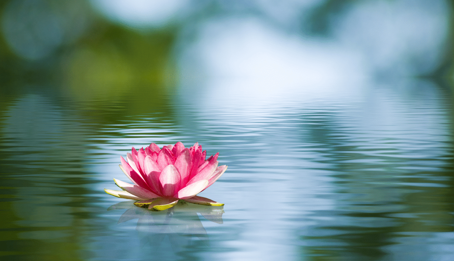 Pink Lotus on water 